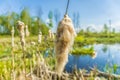 Fluffy reed or bulrush on a spring day