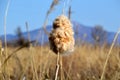 Fluffy reed or bulrush on a spring day.reedmace