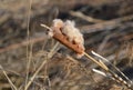 Fluffy reed or bulrush on a spring day.reedmace Royalty Free Stock Photo