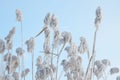 Fluffy reed covered hoarfrost against blue. Royalty Free Stock Photo