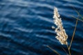 Fluffy reed flower