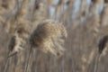 Fluffy reed inflorescences. Natural floristic background