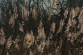 Fluffy reed plumes backlit by the sun with tree silhouettes in the background