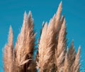 Fluffy reeds on  blue sky background against sunlight. Abstract nature background for posters design. Blurred selective focus Royalty Free Stock Photo