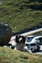 A fluffy resident of Georgia with paws. Charming black and white Central Asian Shepherd lies on the green grass in the