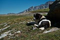 A fluffy resident of Georgia with paws. Charming black and white Central Asian Shepherd lies on the green grass in the