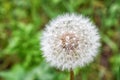 Fluffy round white dandelion flower with blurred background Royalty Free Stock Photo