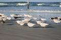 Fluffy Royal Tern And Black Skimmer Birds On The Beach Of Ponce Inlet Florida Royalty Free Stock Photo