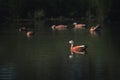 Fluffy Ruddy shelduck & x28;Tadorna ferruginea& x29; swimming in a lake Royalty Free Stock Photo