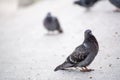 A fluffy ruffled sick pigeon