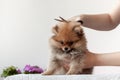 A fluffy sable Pomeranian puppy is clipped with a pair of scissors by a grummer, the puppy is turned in front