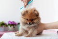 A fluffy sable Pomeranian puppy is combed with a blue comb by a grummer, the puppy is turned in front