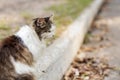 Fluffy sad alone street cat sitting on road on city street. Abandoned homeless pet outdoors Royalty Free Stock Photo