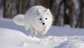 Fluffy Samoyed playing in winter wonderland fun generated by AI Royalty Free Stock Photo