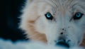 Fluffy Samoyed puppy looking at camera outdoors generative AI