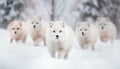 Fluffy Samoyed puppy playing in the snow generative AI