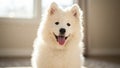 Adorable Samoyed Puppy Royalty Free Stock Photo