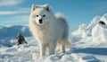 Fluffy Samoyed puppy walking in snowy winter landscape generated by AI