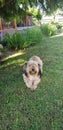 Fluffy sand colored mixed breed dog