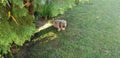 Fluffy sand colored mixed breed dog