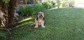 Fluffy sand colored mixed breed dog