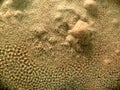 Fluffy sand produced by vibrating surface. Abstract background that looks like sand dunes from another planet