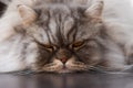 Fluffy Scottish cat close-up lying on the floor. Sad sleepy cat