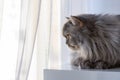 Fluffy Scottish cat looks out the window. A pet kitten sits on a white table and watches intently