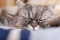 A fluffy Scottish cat with orange eyes lies on the bed and sleeps sweetly