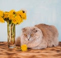 Fluffy scottish cat sits near a vase with yellow dandelions. Wooden background. Small hand of the child hold the dandelion