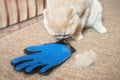 Fluffy Scottish fold cream cat near grooming rubber blue glove c