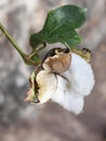 Tree cotton Gossypium arboreum seed Royalty Free Stock Photo