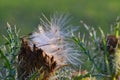 Fluffy seeds dispersing from a thistle plant. Royalty Free Stock Photo