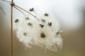 Fluffy seeds liane pods clematis