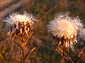 Fluffy seeds of thistle