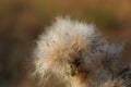 The fluffy seeds of a Thistle