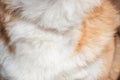 Fluffy, shaggy chest of Pembroke Welsh corgi. Red and white dog hair close up, screen saver on desktop Royalty Free Stock Photo