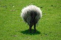 Fluffy sheep Royalty Free Stock Photo