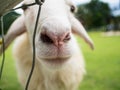 Fluffy sheep, cute sheep farm