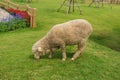 Fluffy Sheep