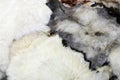 Fluffy sheep skins with soft white and cured fur background