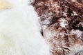 Fluffy sheep skins with soft white and red  fur are processed manually Royalty Free Stock Photo