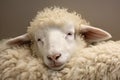 Fluffy Sheep sleep cloud white. Generate Ai