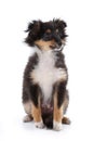 Fluffy Sheltie puppy sitting on white Royalty Free Stock Photo