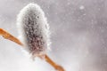 Fluffy shoots of a willow tree close-up in water drops. Royalty Free Stock Photo