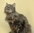 Fluffy Siberian cat Royalty Free Stock Photo