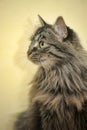 Fluffy Siberian cat Royalty Free Stock Photo