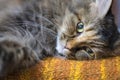 A fluffy Siberian cat lies on its side and looks at you attentively. Royalty Free Stock Photo