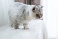 Fluffy siberian cat sitting on sofa