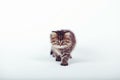 Fluffy Siberian cat on a white background